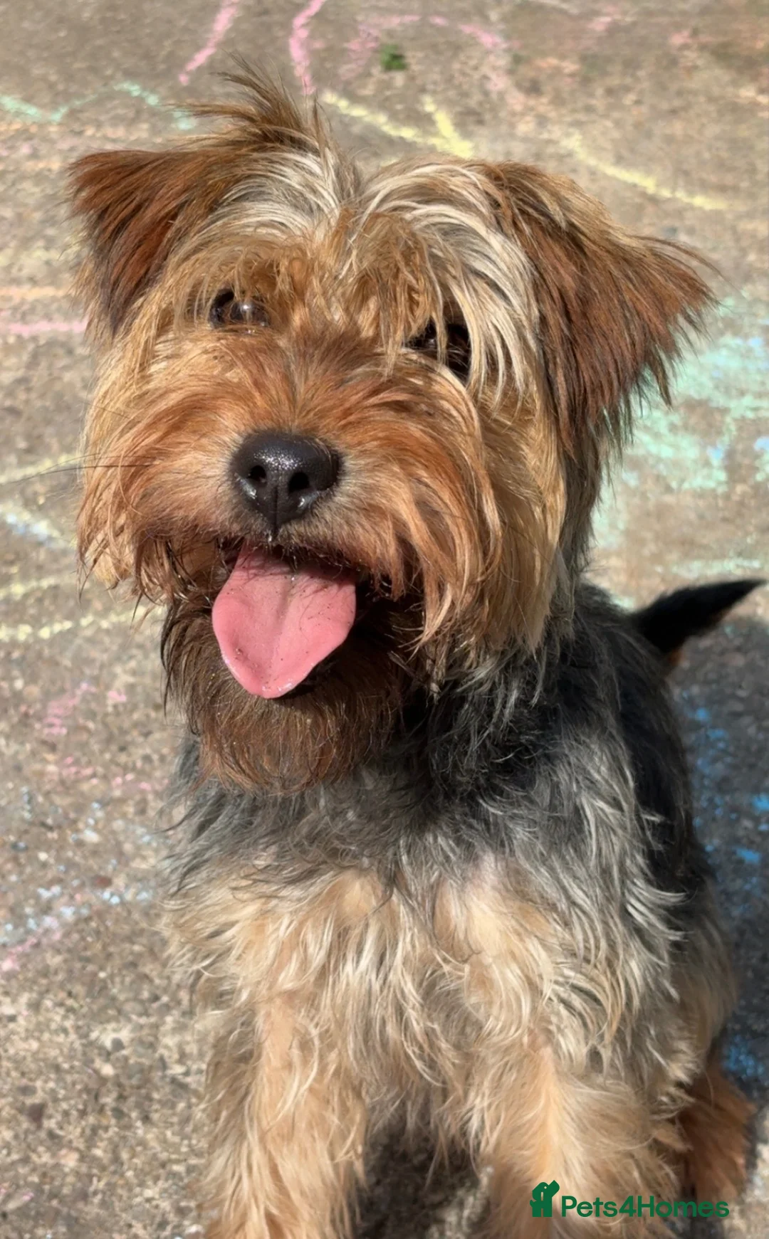 Mixed Breed dogs for sale: Female Patterdale X lakeland Terrier in Mansfield - Advert 2