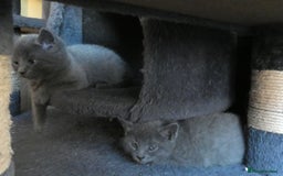 Russian Blue cats for sale: Pure Russian Blue Kittens, 3 girls, 1 boy - Image 5