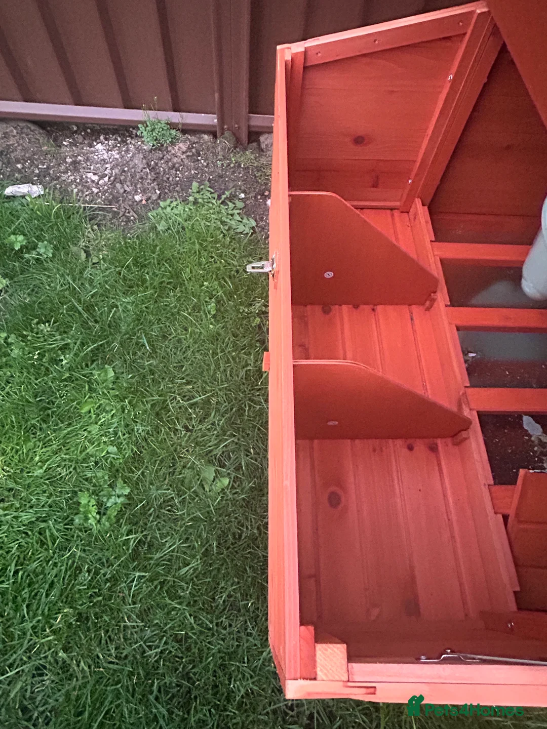 Chickens poultry for sale: Flock of 7 Chickens 🐓 For Sale   - Advert 5