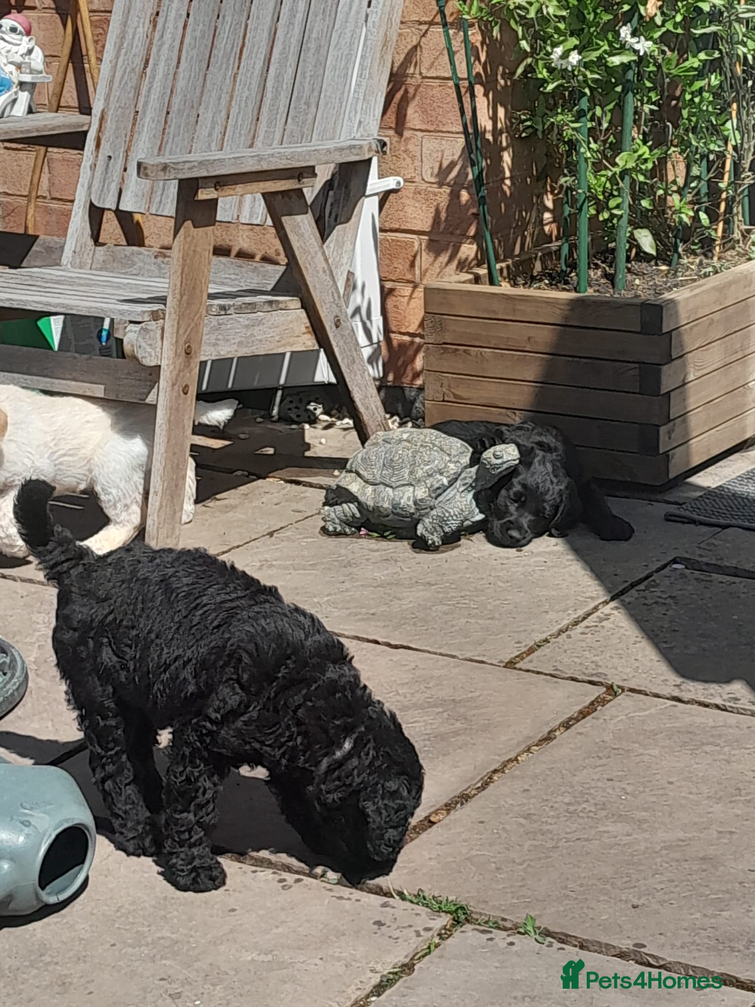 Goldendoodle dogs Goldendoodle puppies for sale - Advert 4