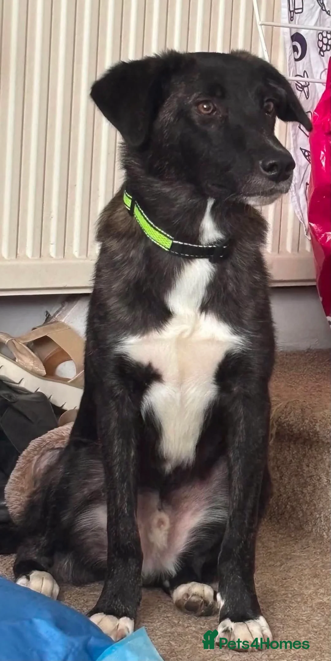 Mixed Breed dogs for adoption: Green for adoption in Leigh-on-Sea - Advert 2