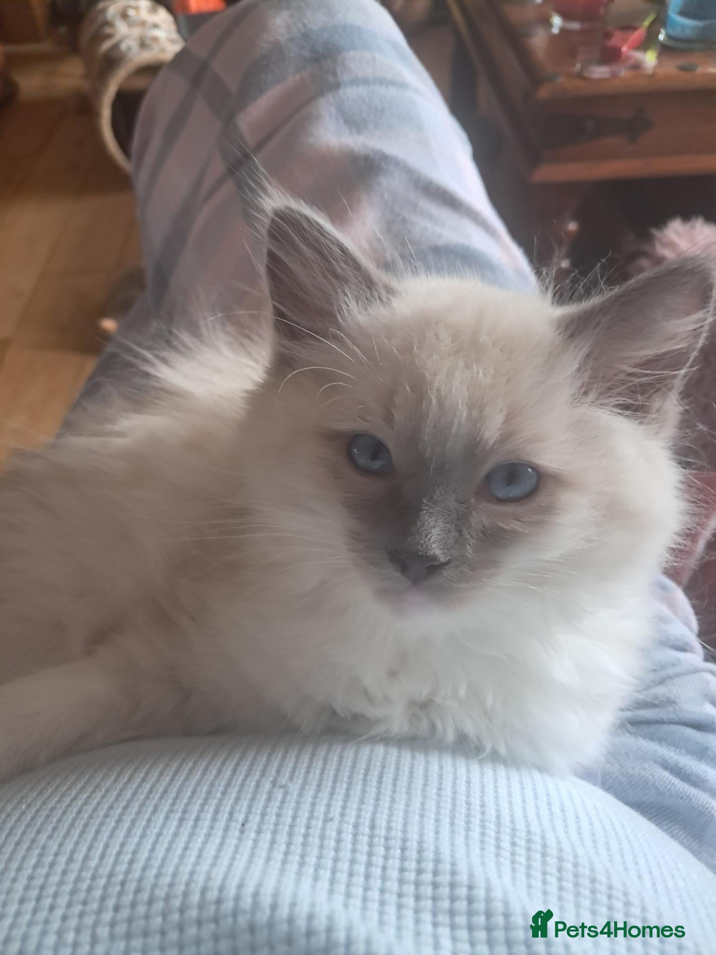 Ragdoll cats Beautiful baby ragdolls  - Advert 1