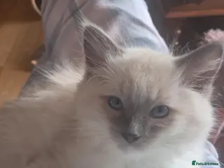 Ragdoll cats Beautiful baby ragdolls - Advert 1