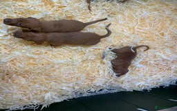 Hungarian Vizsla dogs for sale: Stunning Hungarian Vizsla Puppies  - Image 11