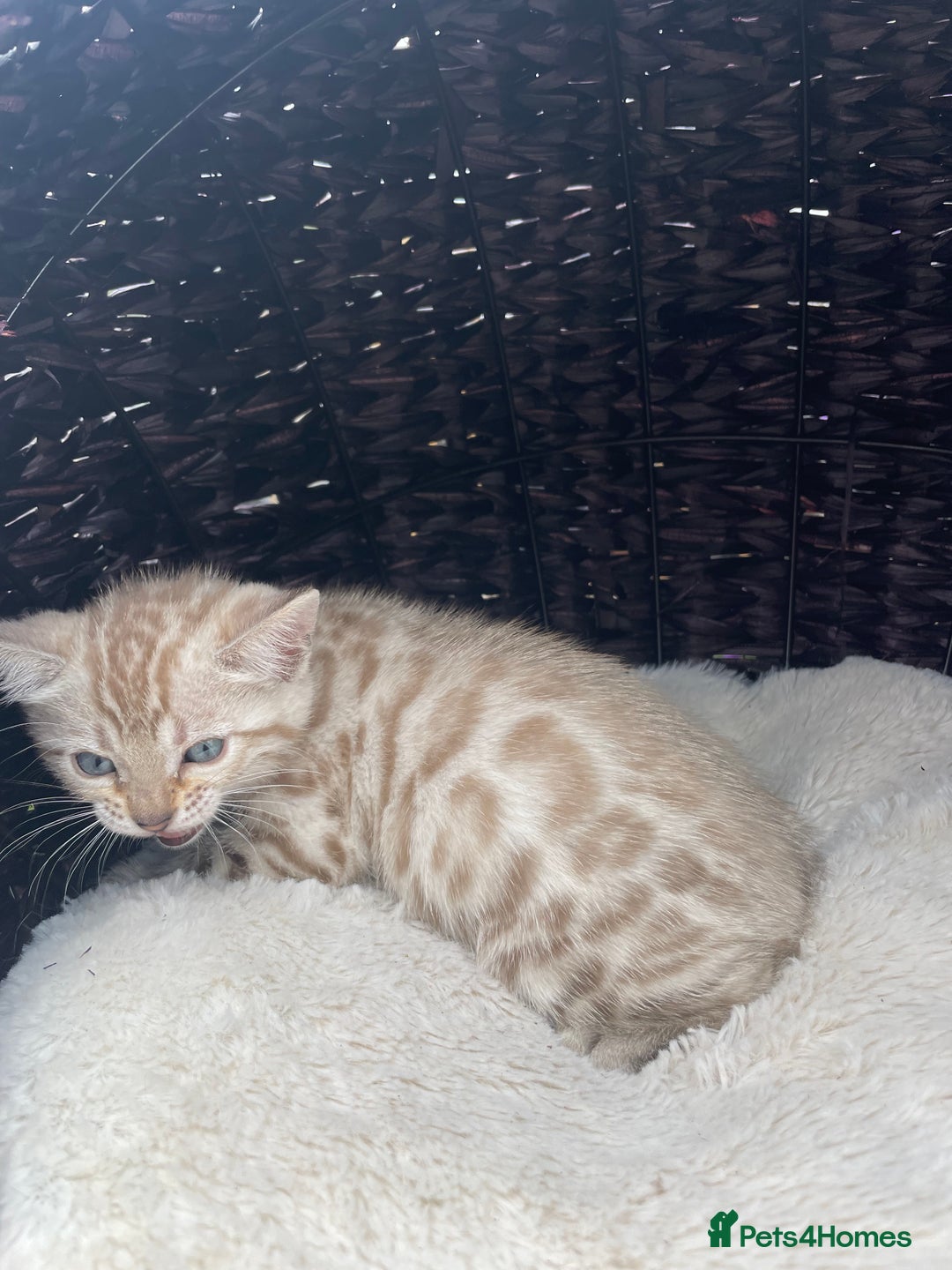 Bengal cats for sale: 3 Pure Bengals left  - Image 30