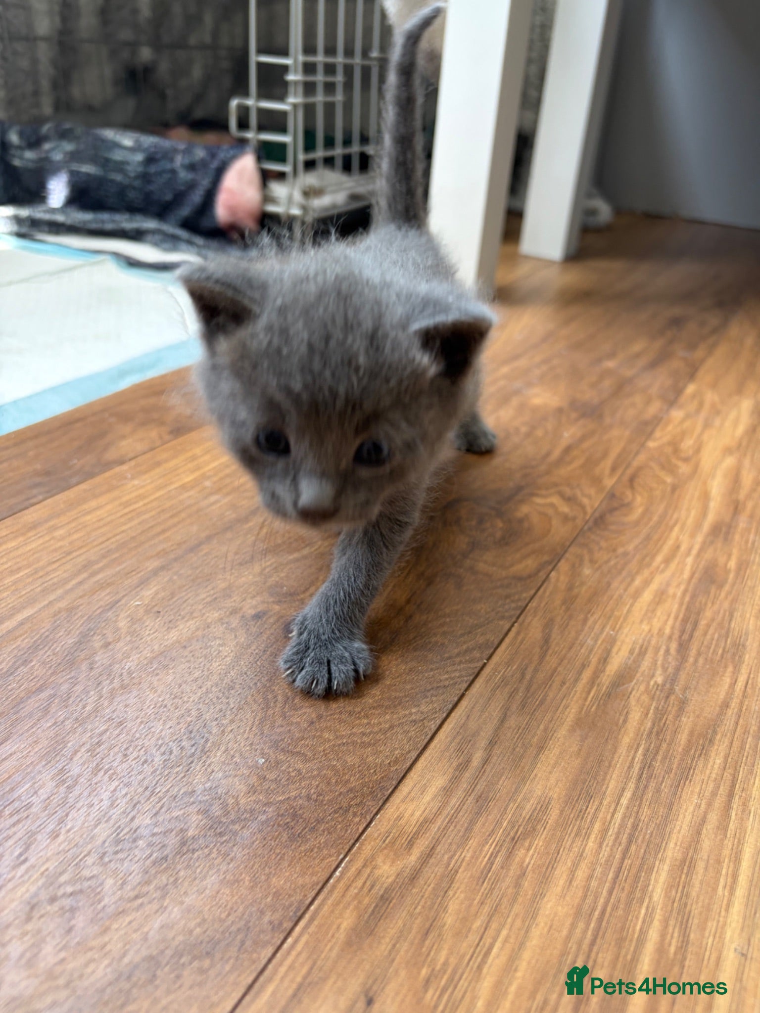 Mixed Breed cats Siamese cross kittens - Advert 1