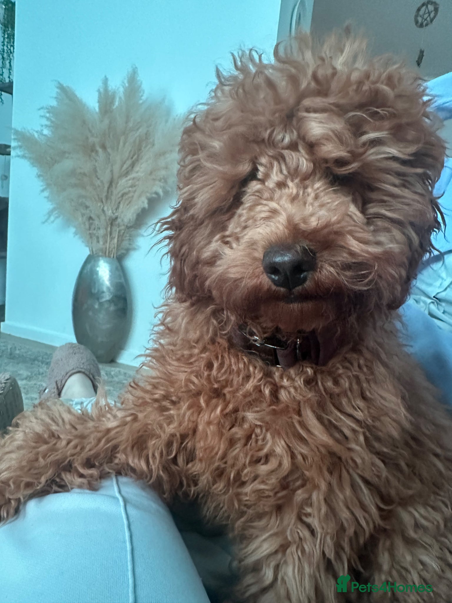 Cavapoo dogs for sale: Ozzy f1 cavapoo *reserved currently  - Advert 10