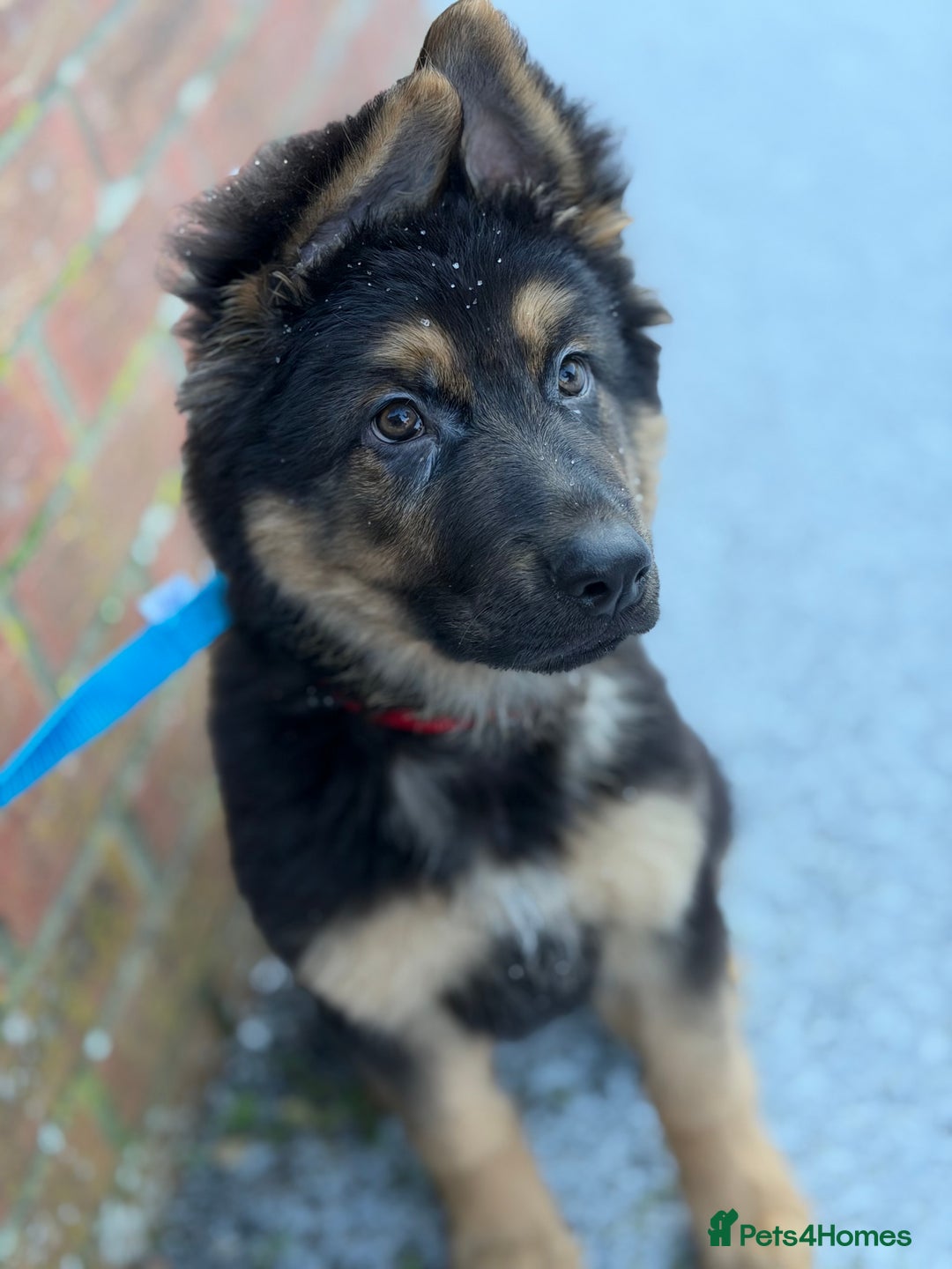 German Shepherd dogs for sale: German Shepherd Male - Advert 1