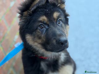 German Shepherd dogs German Shepherd Male - Advert 1