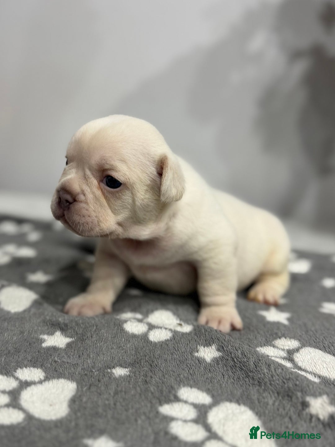 French Bulldog dogs for sale: 7 French Bull Dogs Puppy’s  - Advert 4