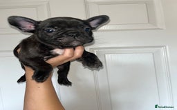 French Bulldog dogs for sale: KC Registered French Bulldog puppies ready to go - Image 4