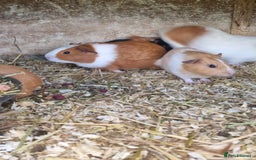 Guinea Pig rodents for sale: 8 week old +  female guineapigs - Image 5