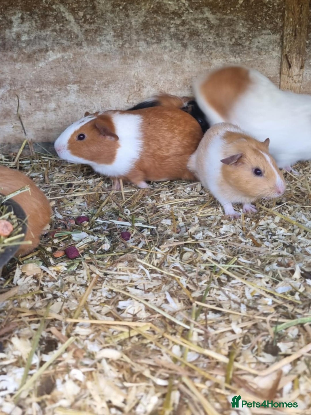 Guinea Pig rodents for sale: 8 week old +  female guineapigs - Image 5