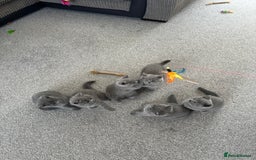 British Shorthair cats for sale: READY NOW 😻Pedigree BSH with perks in Swindon - Image 31