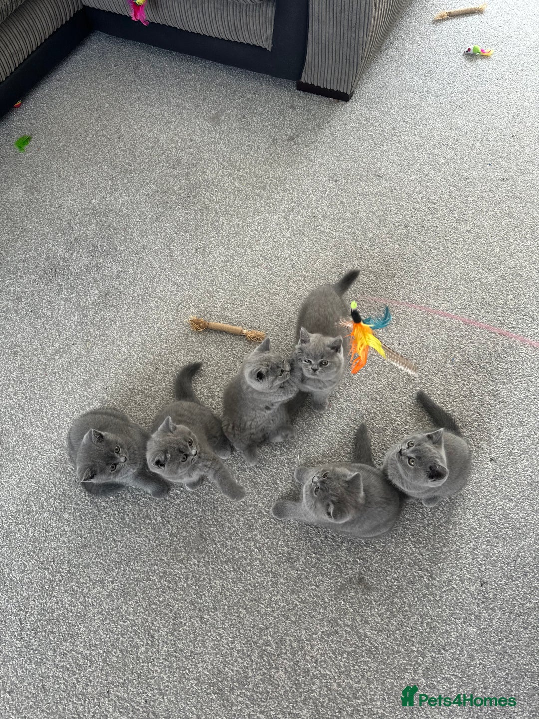 British Shorthair cats for sale: READY NOW 😻Pedigree BSH with perks in Swindon - Image 31
