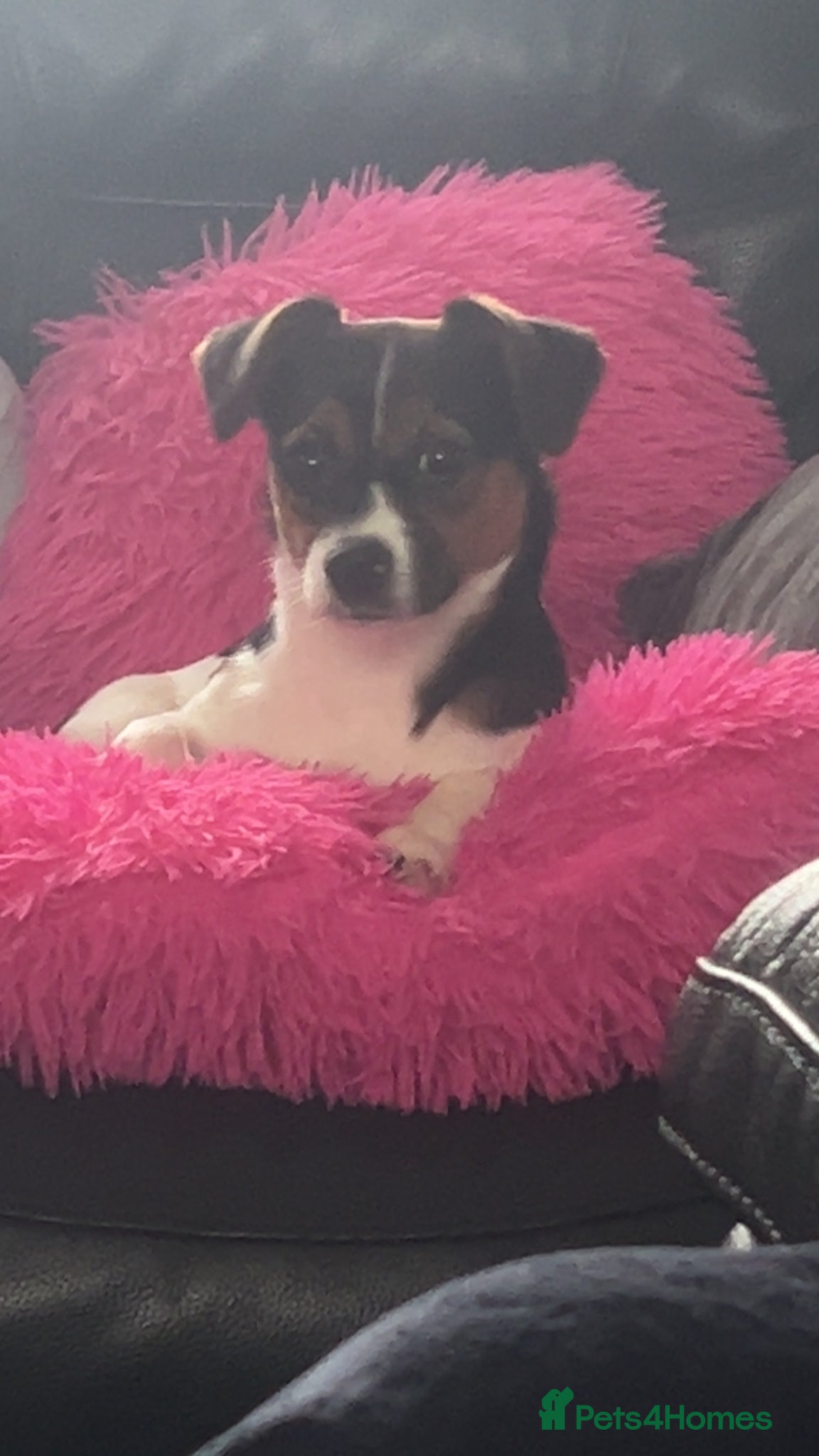 Jack Russell dogs for sale: 1 year old  in Trimdon Station - Advert 6