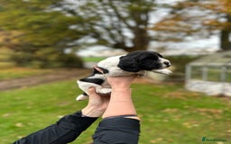 Cocker Spaniel dogs for sale: Cocker Spaniel Puppies for sale  - Advert 6