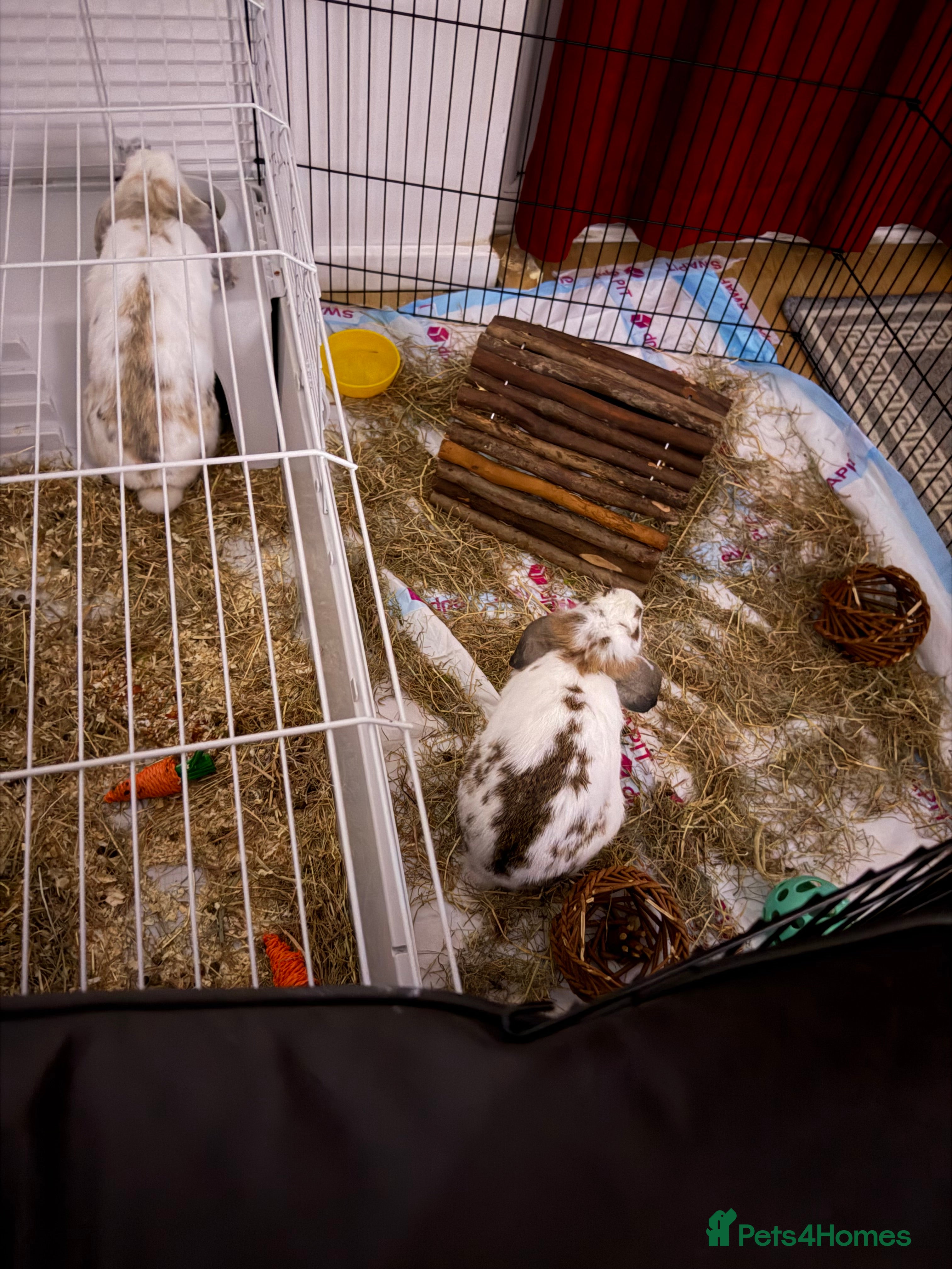 Mini Lop rabbits 2 Rabbits for sale - Advert 1