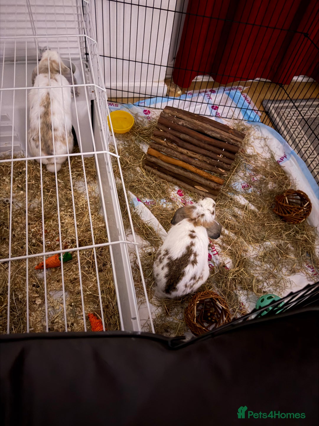 Mini Lop rabbits for sale: 2 Rabbits for sale - Advert 1