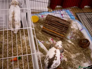 Mini Lop rabbits 2 Rabbits for sale - Advert 13