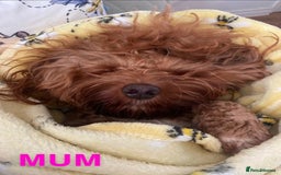 Cockapoo dogs for sale: Beautiful Cockapoo litter with Parents DNA  - Image 11