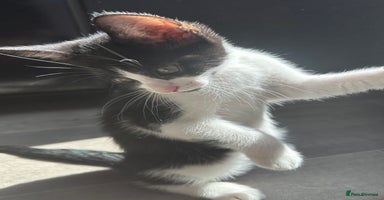 Mixed Breed cats - Advert 16