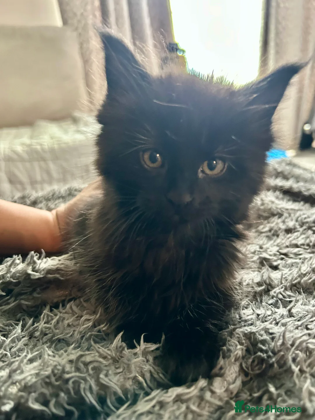 Maine Coon cats for sale: 3/4 MaineCoon - 1/4 Turkish Van kittens - Advert 2