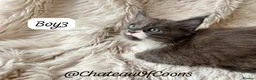 Maine Coon cats for sale: Blue Smoke Maine Coon Kittens - Registered - Advert 10