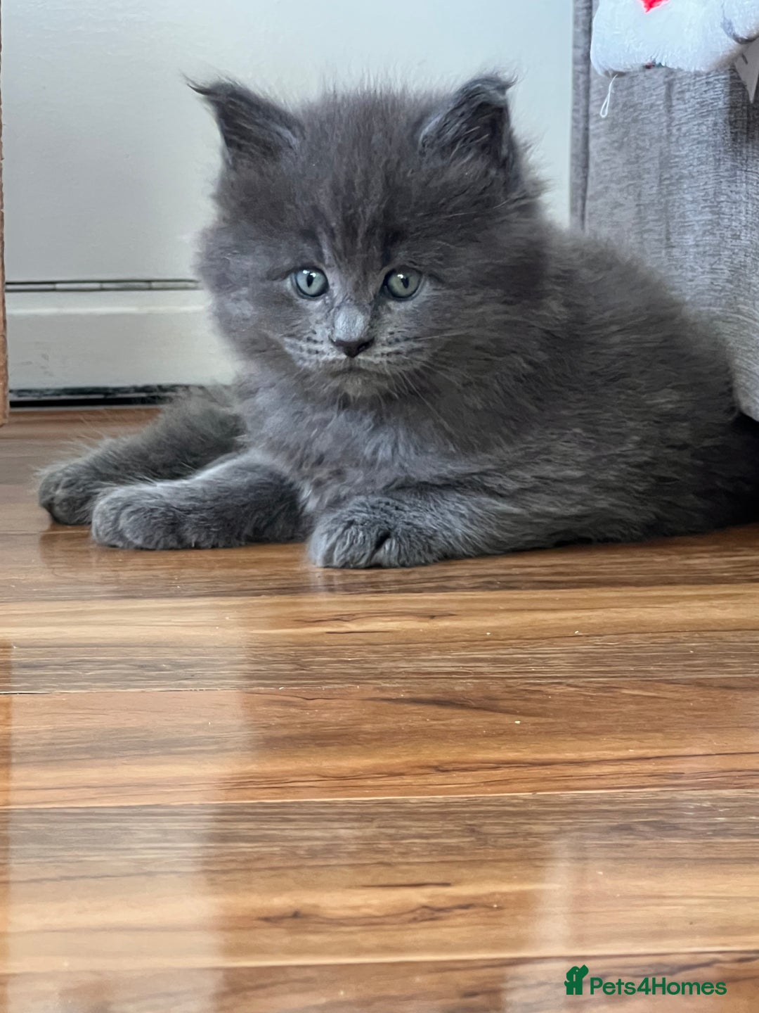 Maine Coon cats for sale: Maine coon kitten for sale - Advert 5