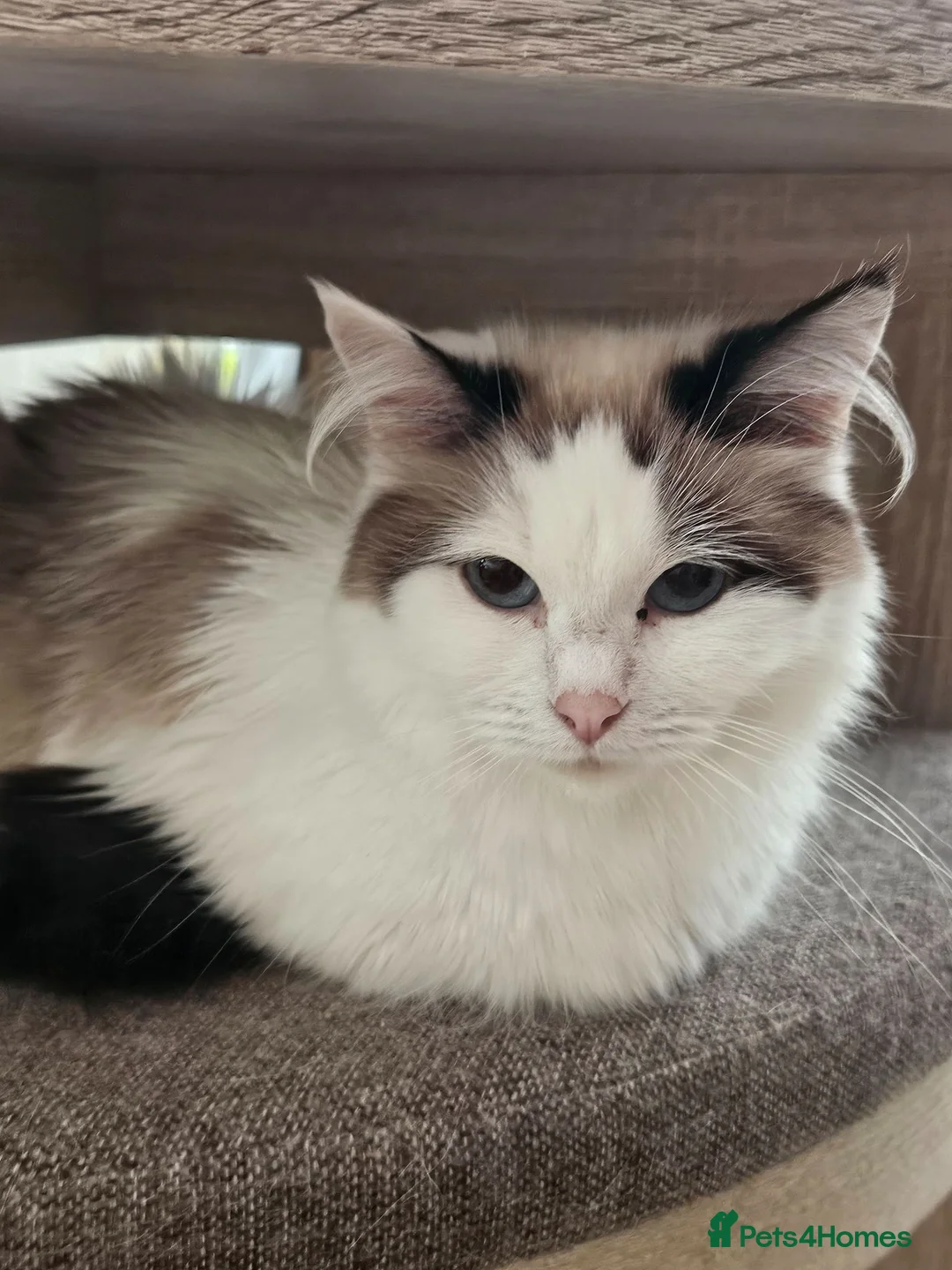 Ragdoll cats for sale: Pure Ragdolls in Pontypool - Advert 21