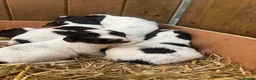 English Springer Spaniel dogs for sale: Working English Springer Spaniel pups - Advert 5