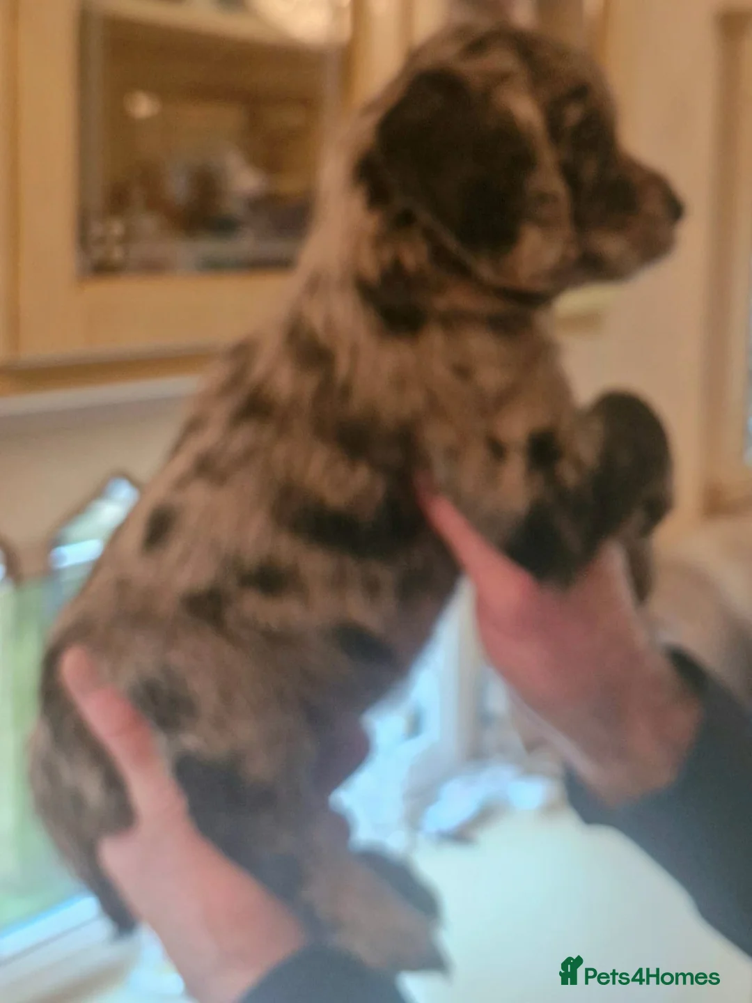 Cocker Spaniel dogs for sale: Mixed litter of Cocker Spaniel puppies  - Advert 18