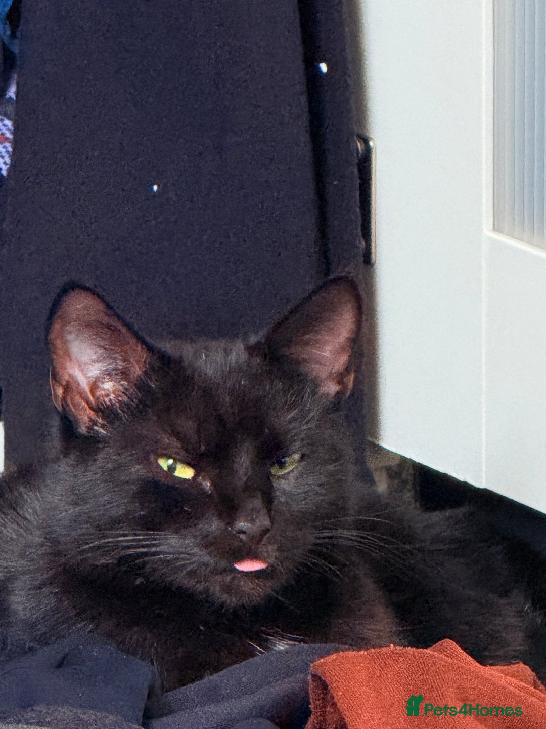 Mixed Breed cats for sale: Two young kittens for sale  - Advert 13