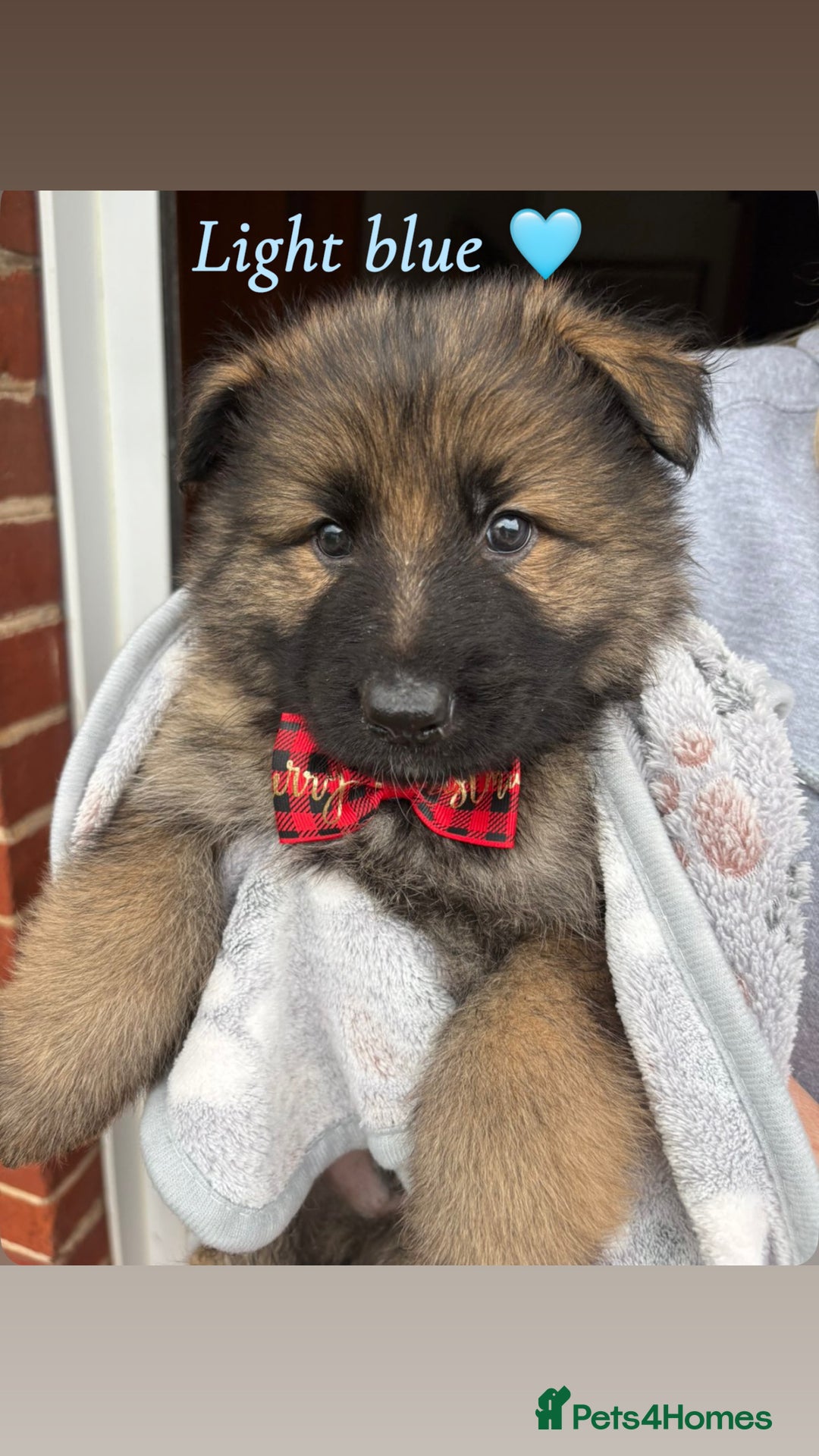 German Shepherd dogs for sale: Pedigree German Shepherd Puppies - Advert 7