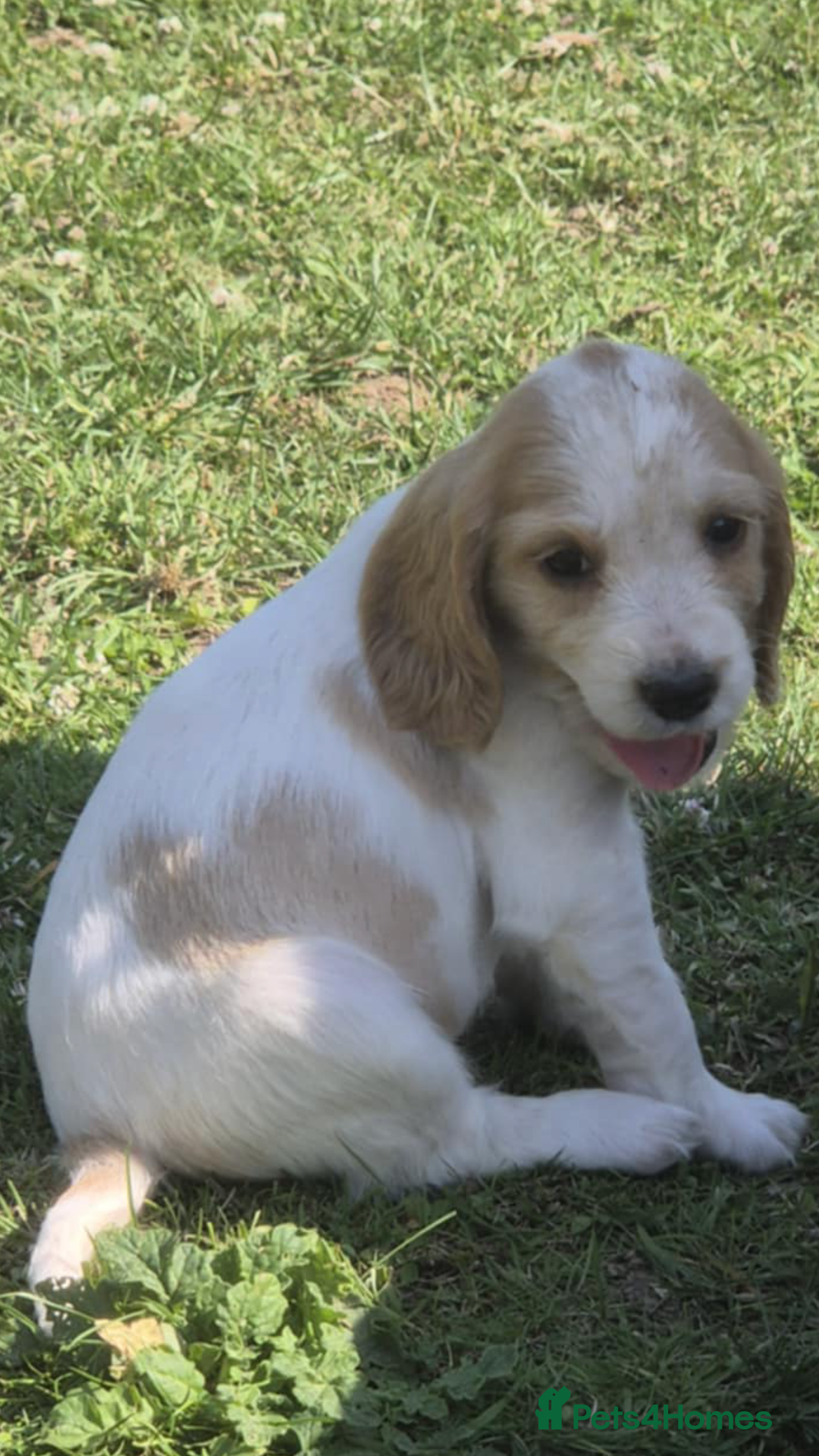 Cocker Spaniel dogs for sale: COCKER SPANIEL PUPPIES READY NOW - Image 13