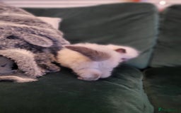 Ragdoll cats for sale: 1xmale 1xfemale ragdoll - Advert 9