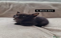 Mixed Breed cats for sale: Kittens - Image 7