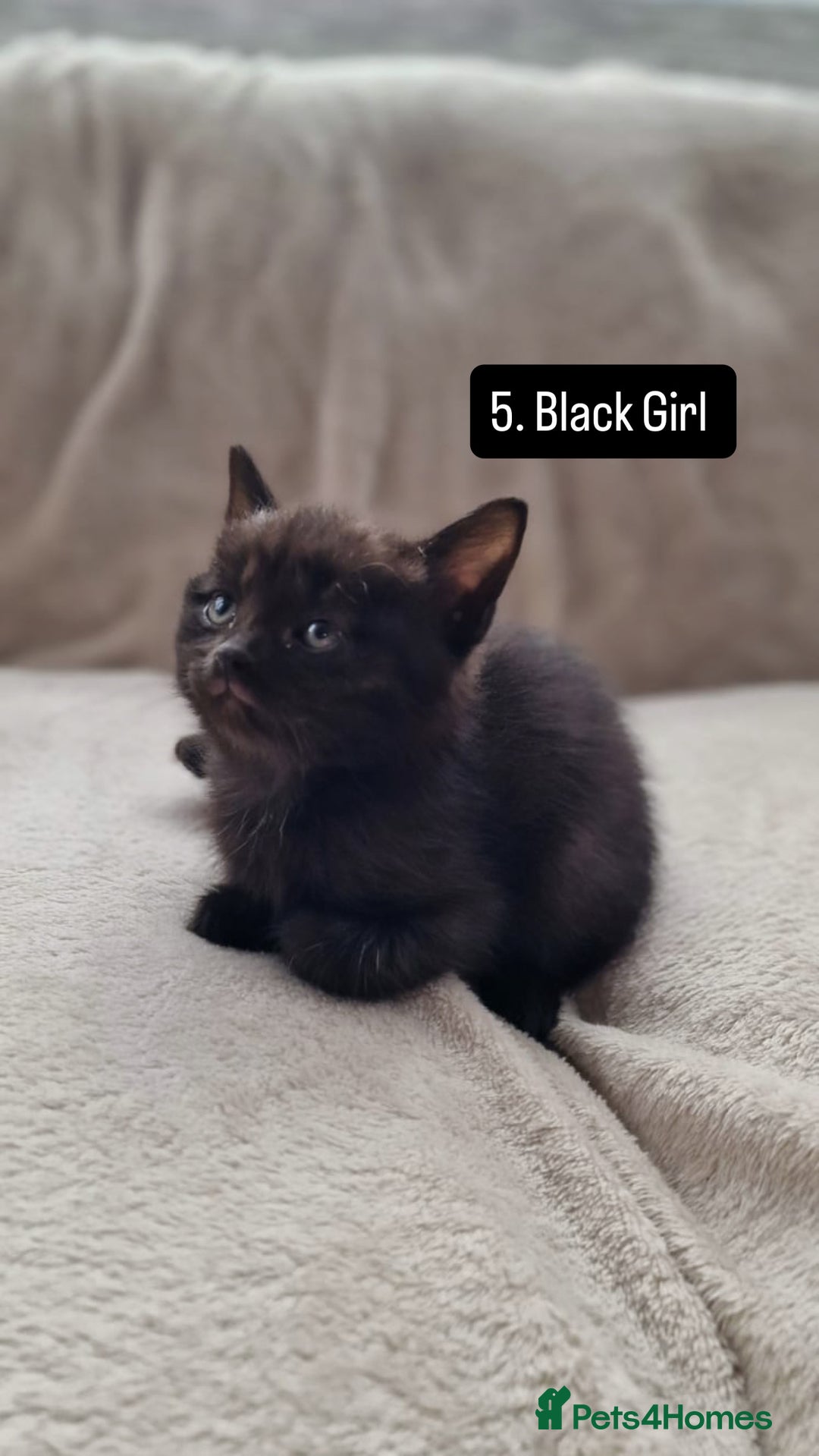 Mixed Breed cats for sale: Kittens - Image 7