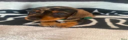 Dachshund dogs for sale: Wire hair dachshund in Walsall - Advert 3