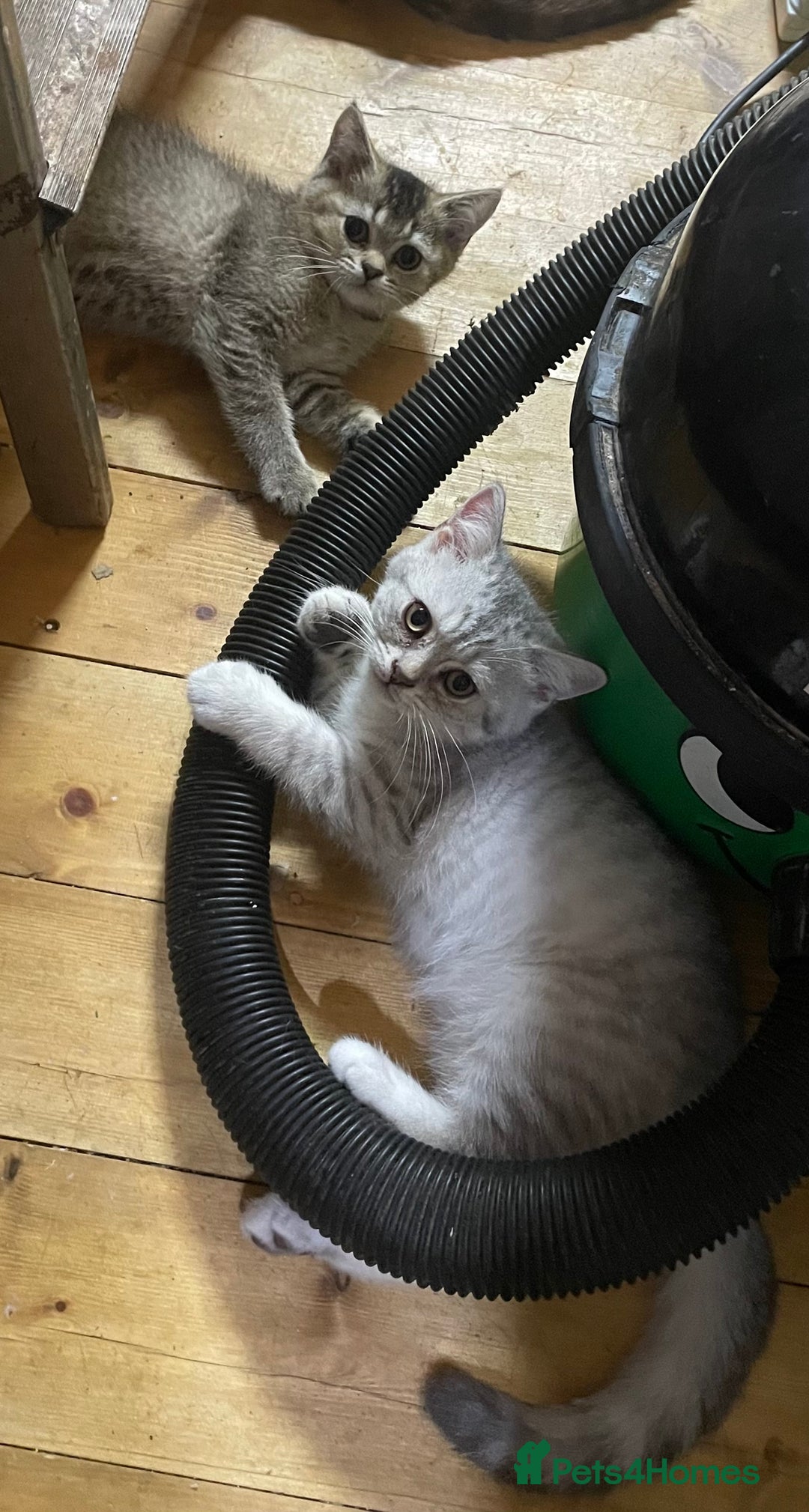 British Shorthair cats for sale: Golden brown tabby and silver  - Image 2