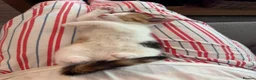 Mixed Breed cats for sale: Gorgeous Calico and Ginger kittens in Eastleigh - Advert 5