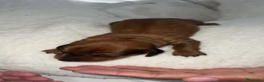 Dachshund 1