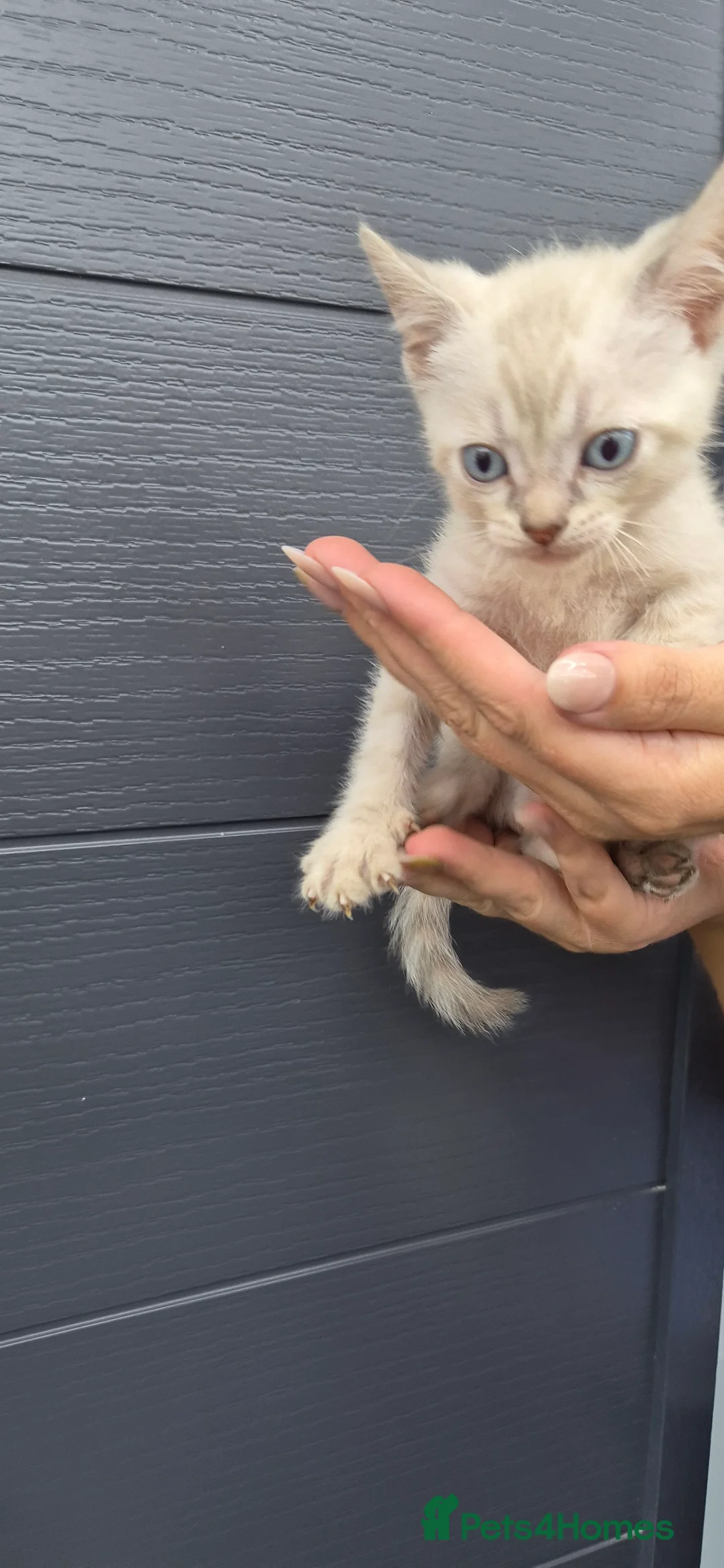 Mixed Breed cats for sale: Beautiful bengal - Advert 1