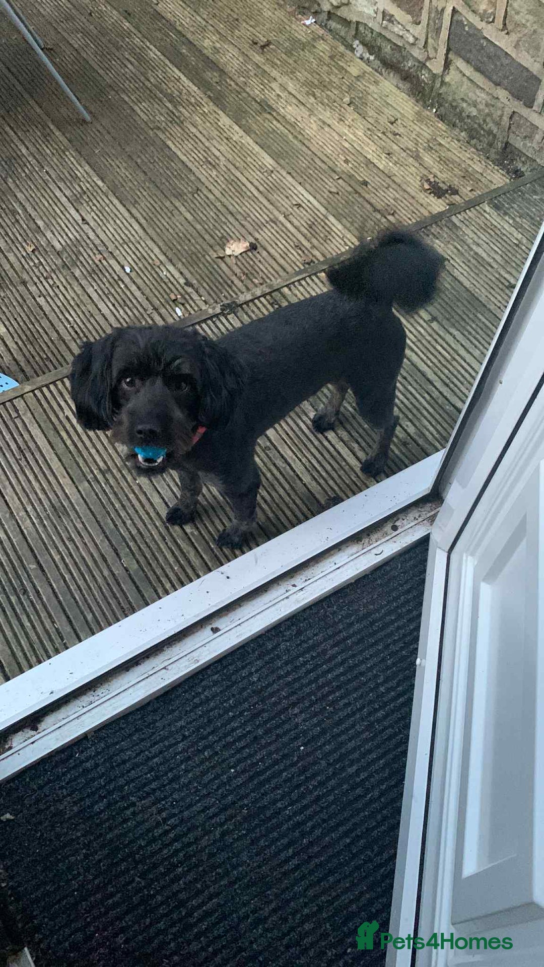 Cockapoo dogs for sale: 2 year old Male Cockapoo - Image 1