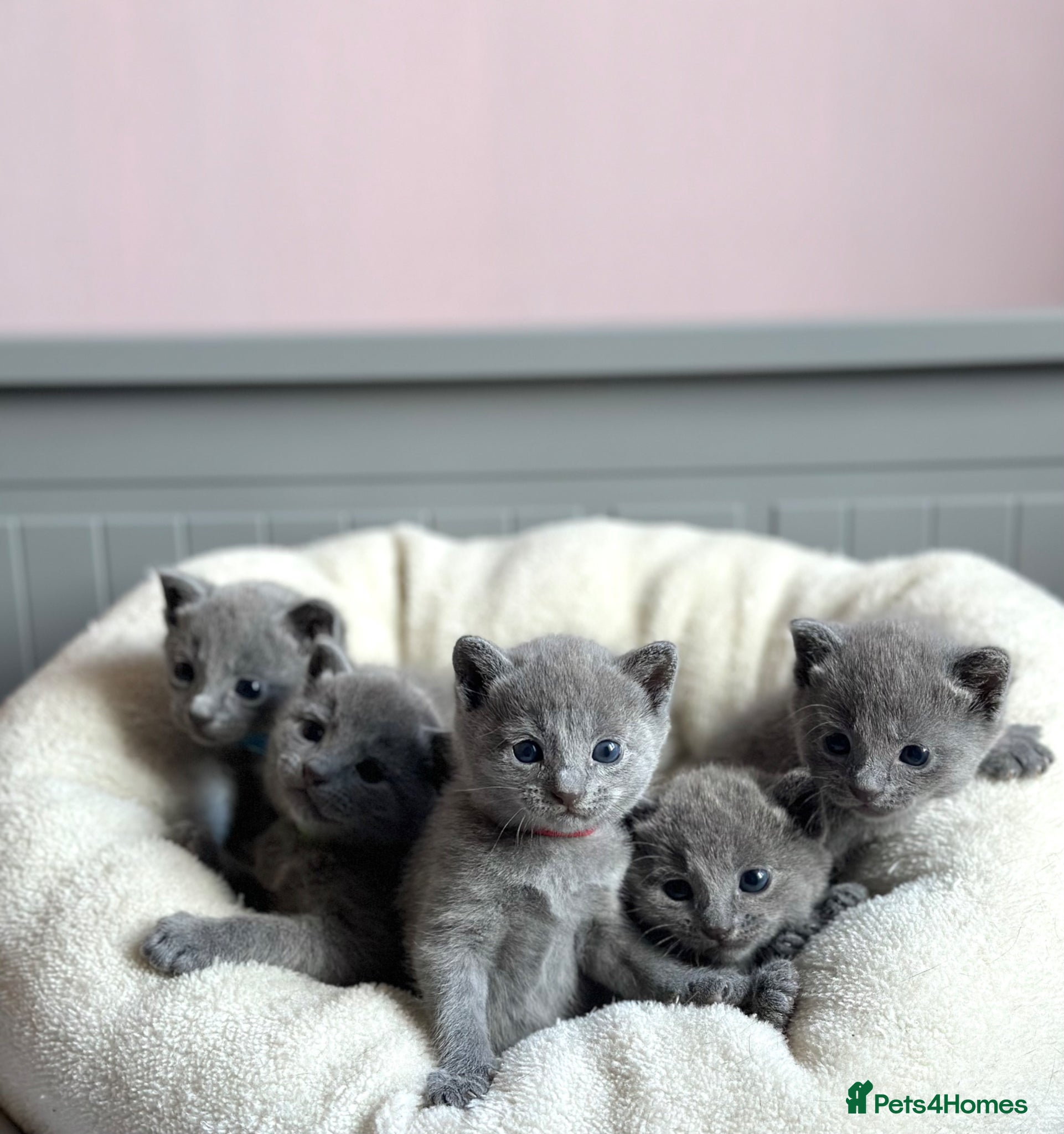 Russian Blue cats *TOP QUALITY* TICA Pedigree Russian Blue Kittens - Advert 1