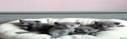 Russian Blue cats for sale: *TOP QUALITY* TICA Pedigree Russian Blue Kittens - Advert 1