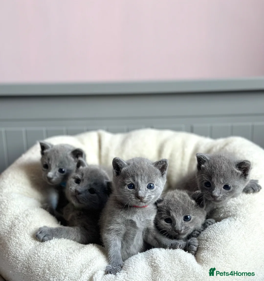 Russian Blue cats for sale: *TOP QUALITY* TICA Pedigree Russian Blue Kittens - Advert 1