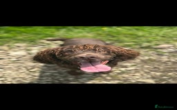 Cocker Spaniel dogs for sale: English cocker spaniel puppies - Image 12