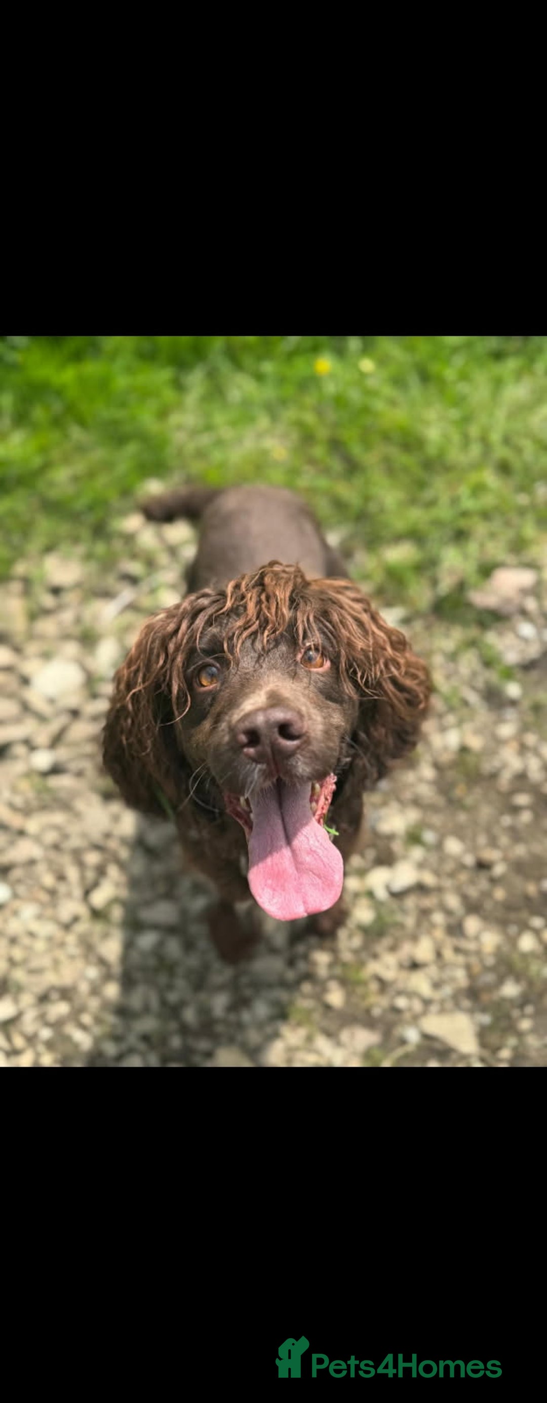 Cocker Spaniel dogs for sale: English cocker spaniel puppies - Image 12