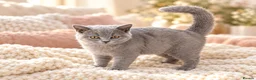British Shorthair cats for sale: 💙 Last Lilac Male kitten Ready Now 💙 - Advert 4